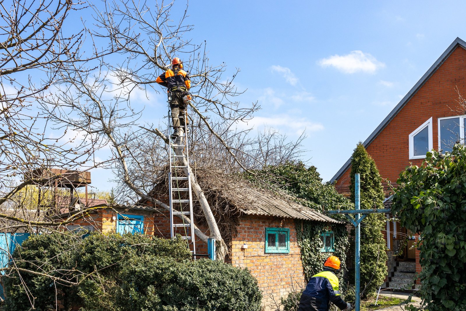 arborists dismantling walnut tree in country yard